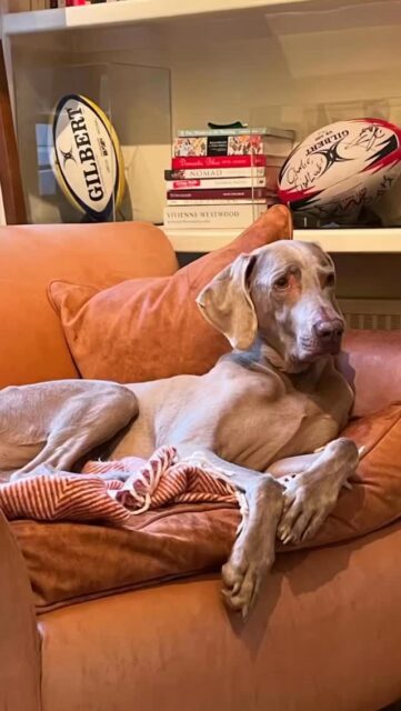 2 years today we lost our boy. Forever in our thoughts and hearts Inca. We leave a light on for you every day. Our beautiful beautiful boy. So lucky to have held lighting in a bottle. It doesn’t get any easier. We miss you whole heartedly. #bemoreinca