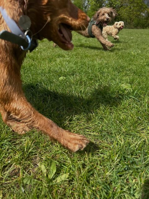 Russian doll dogs. (Caption stolen😆)