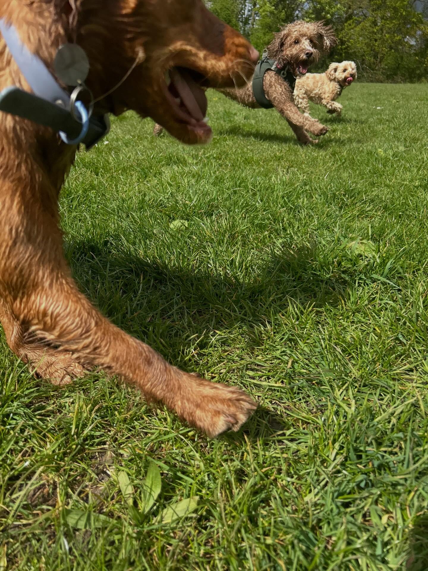 Russian doll dogs. (Caption stolen😆)